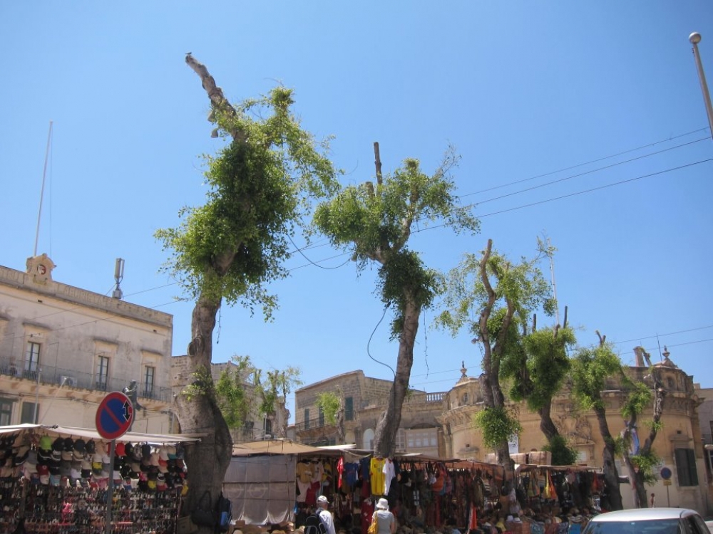 The butchered trees in Victoria, Gozo