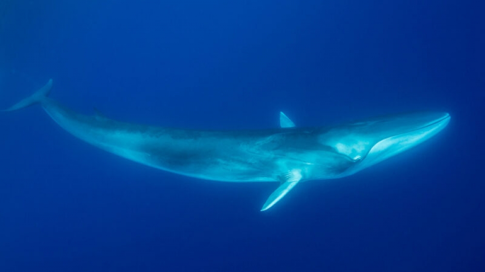 A Fin Whale