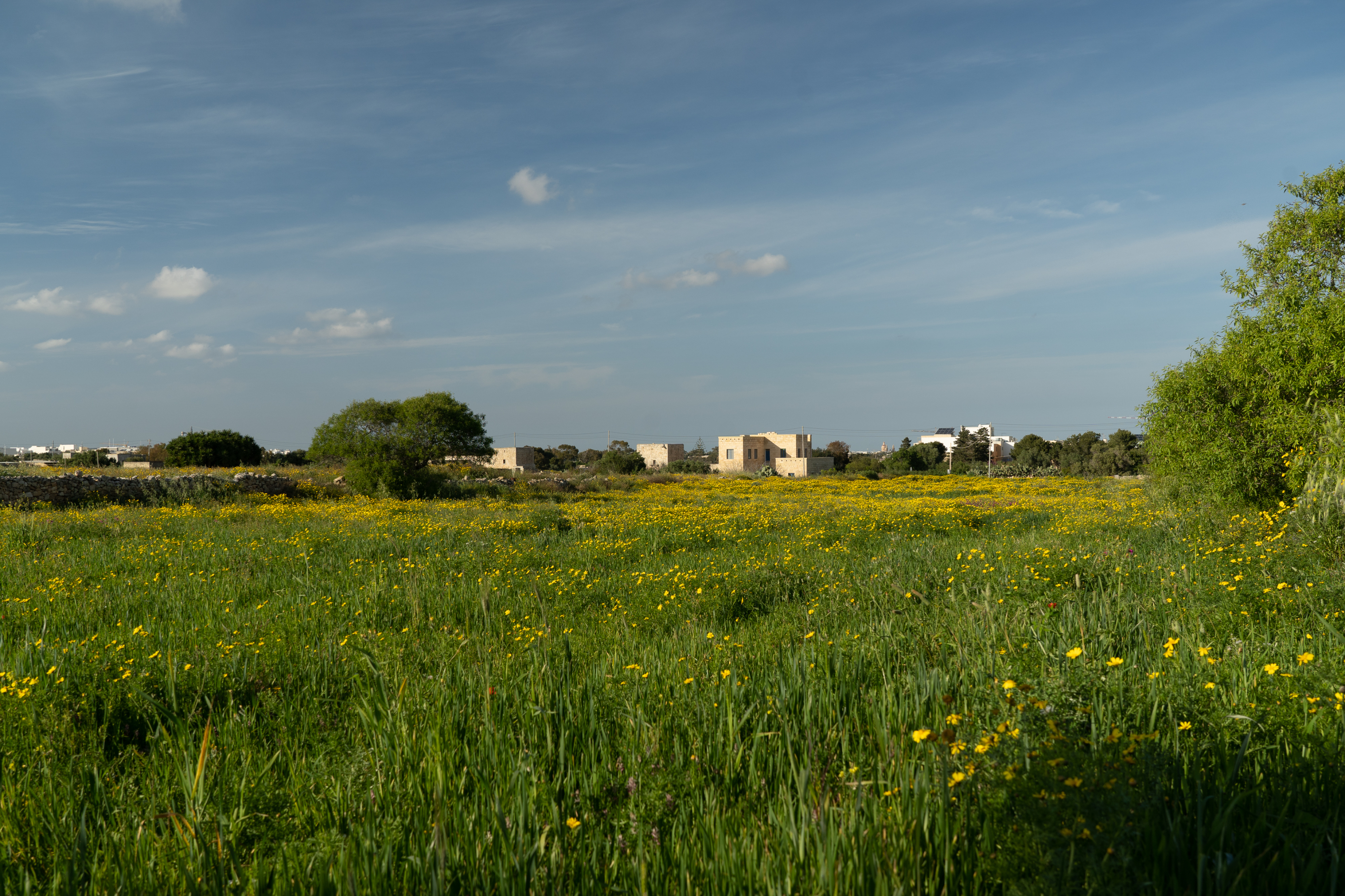 The field in the area known as Tal-Bebbux in Zurrieq (Photo by James Bianchi/MediaToday)
