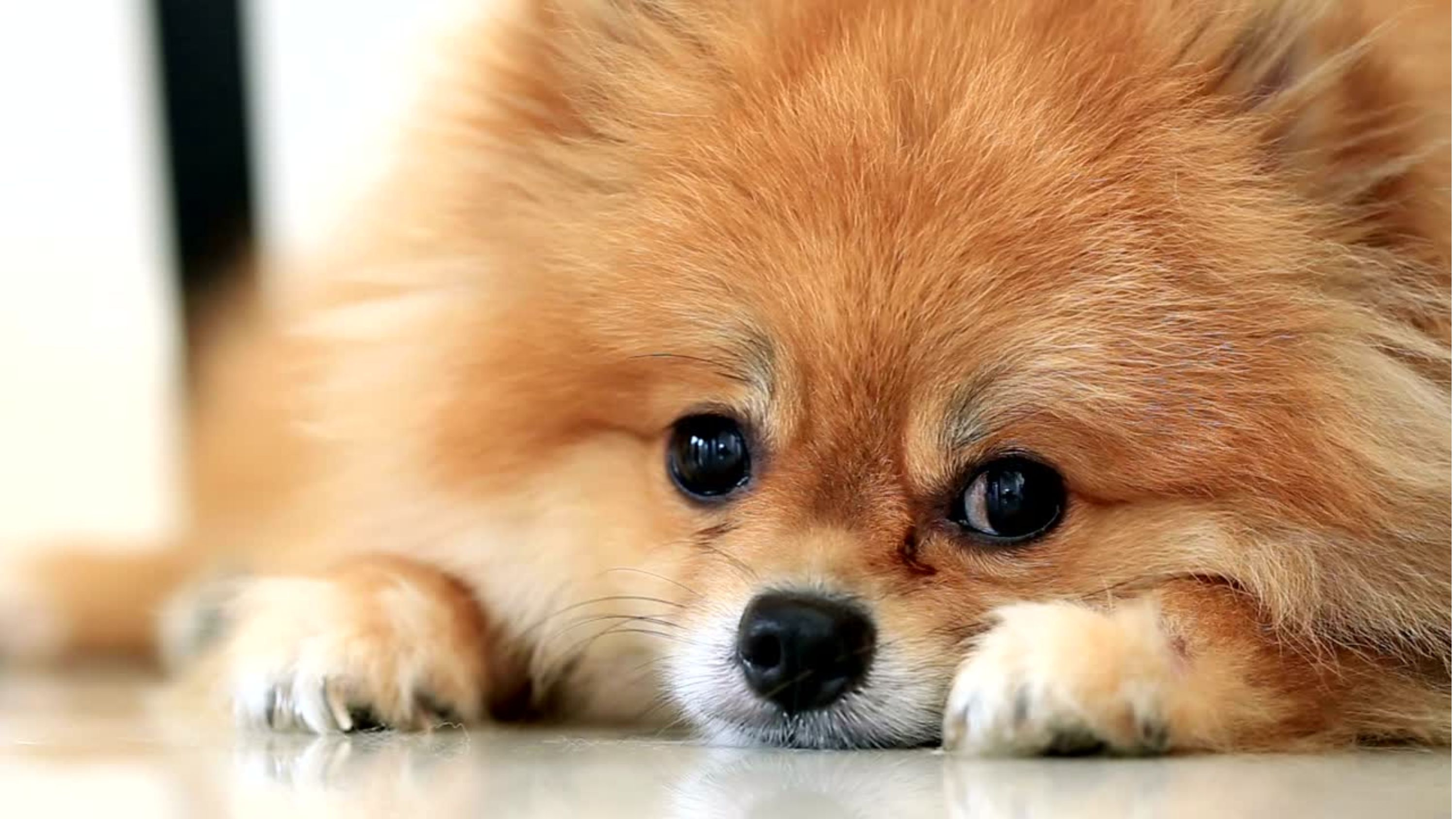 The Pomeranian dog died after a trip to the groomer, with an autopsy report citing internal bleeding as the cause of death (File photo)