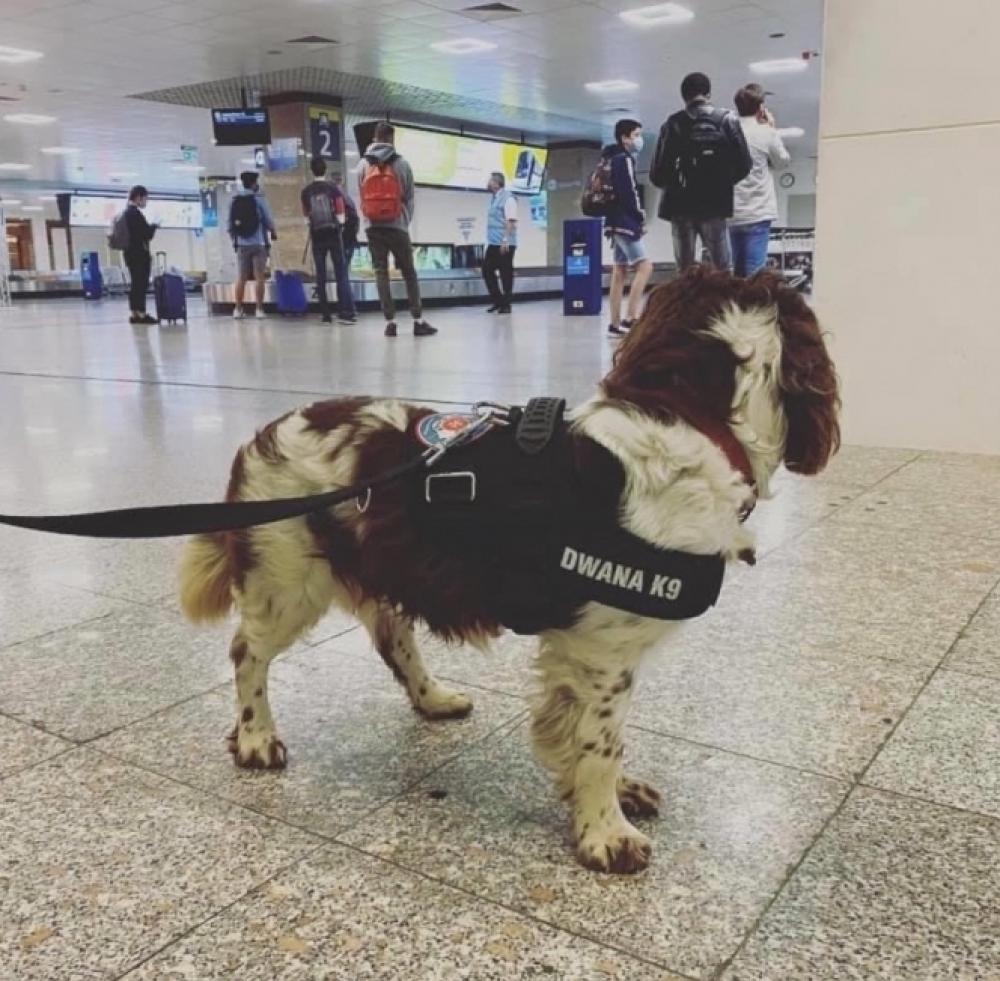 Passenger arrested at seaport after hiding €36,040 in undeclared cash