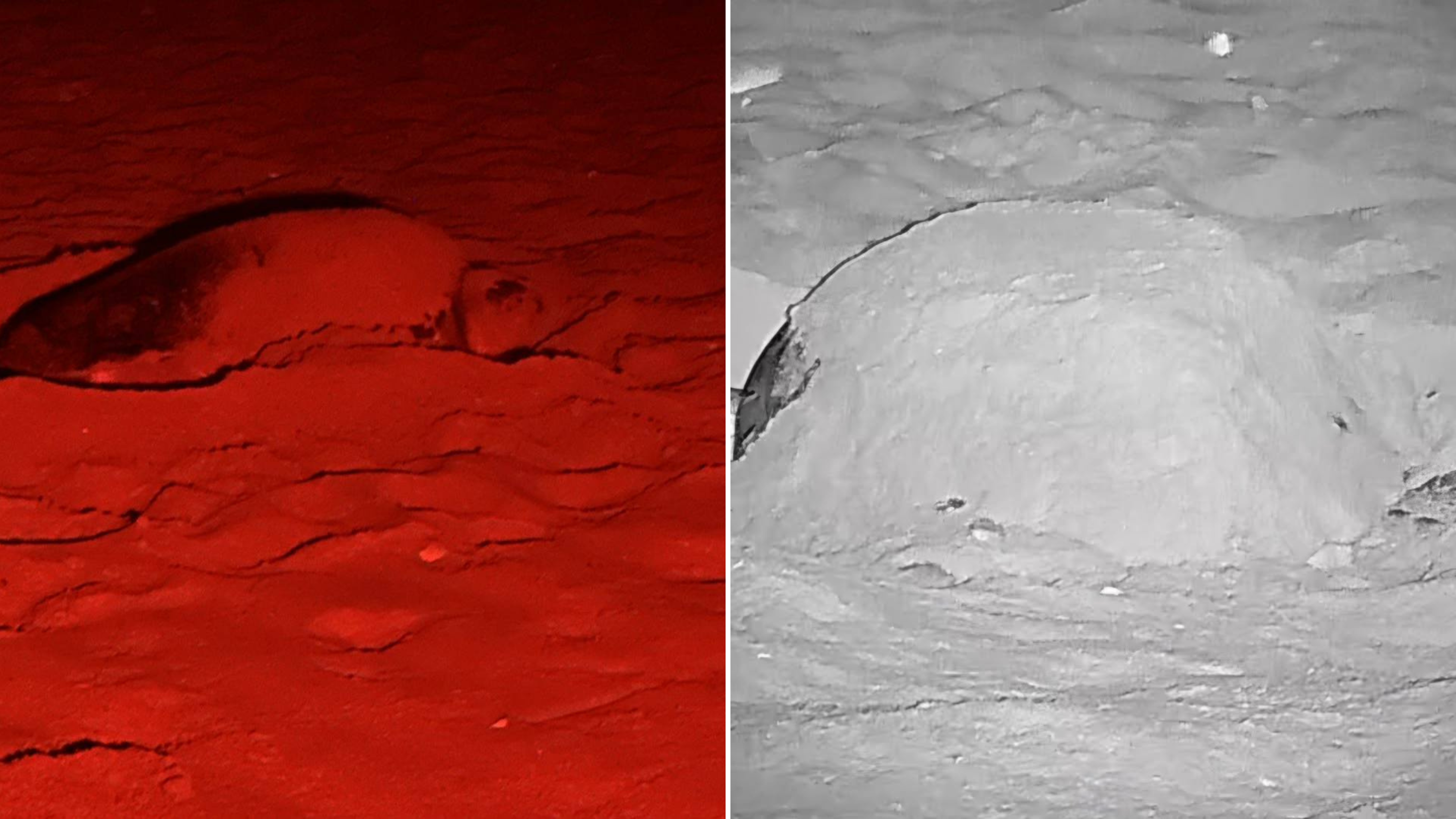 Loggerhead turtle lays second nest of the season at Gozo’s Ramla l-Ħamra