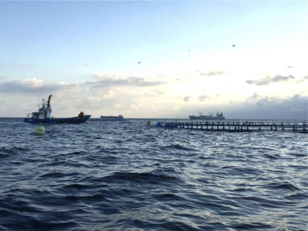Stop feeding tuna before they are full, EIA on Malta ranch suggests