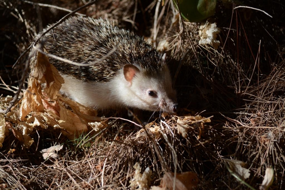 An adult hedgehog being released back into nature