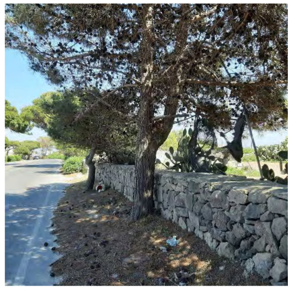Trees also powerful symbols