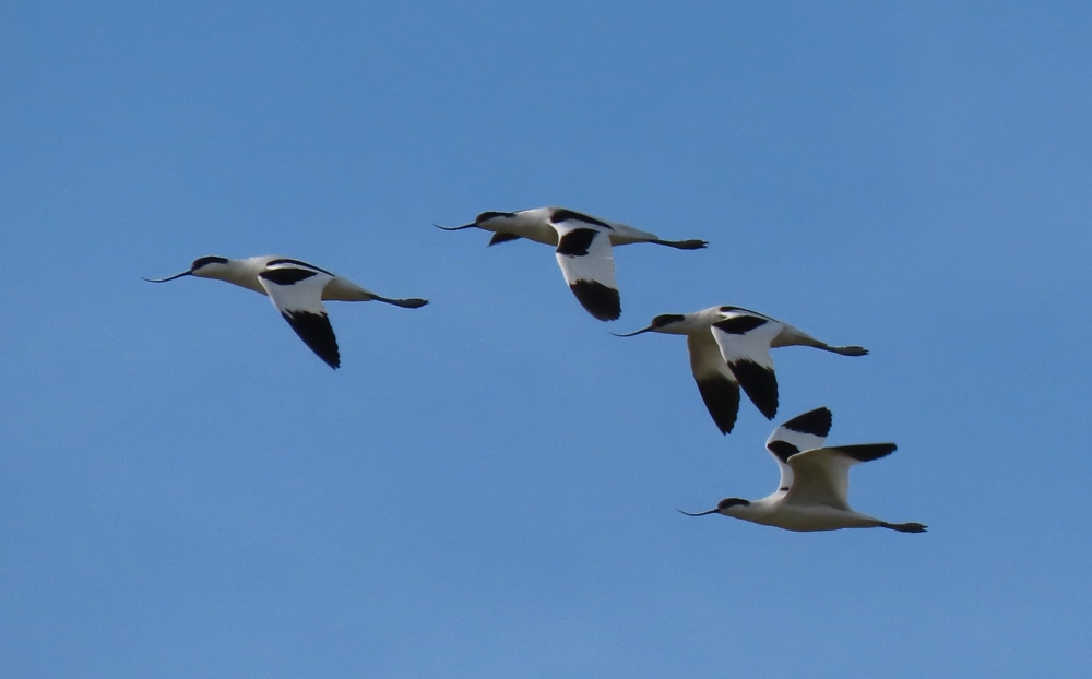 A flock of avocets in flight (Manuel Mallia)