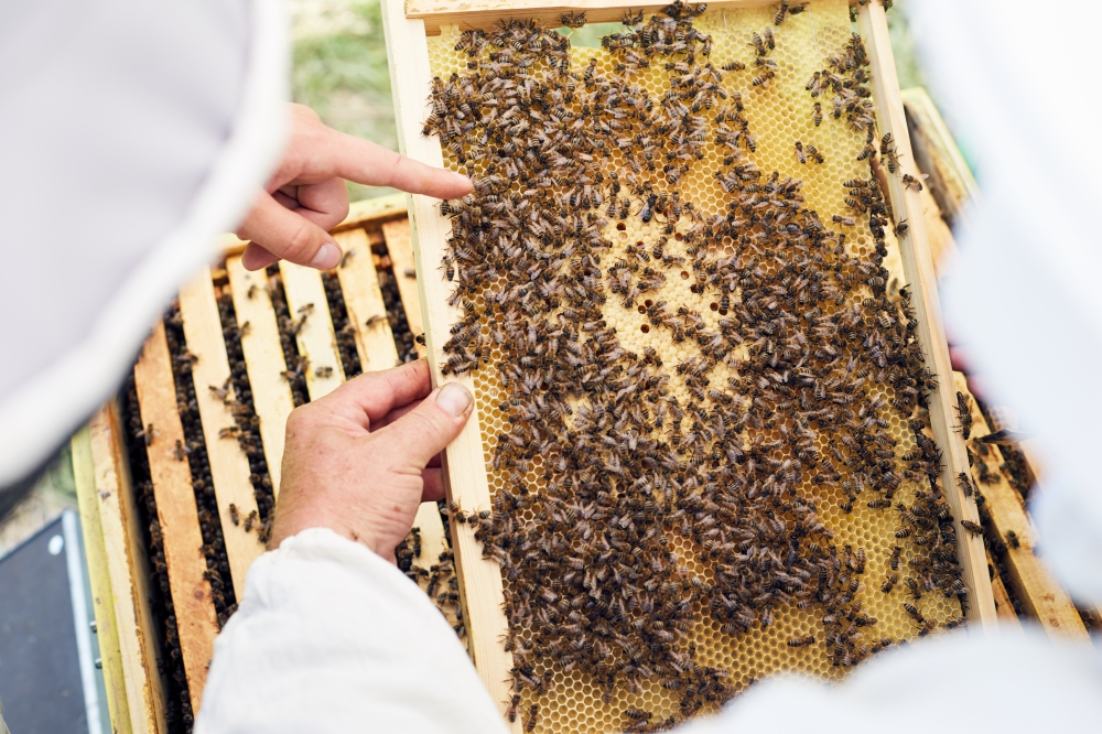 Oriental hornets have been wreaking havoc on local honey bee colonies