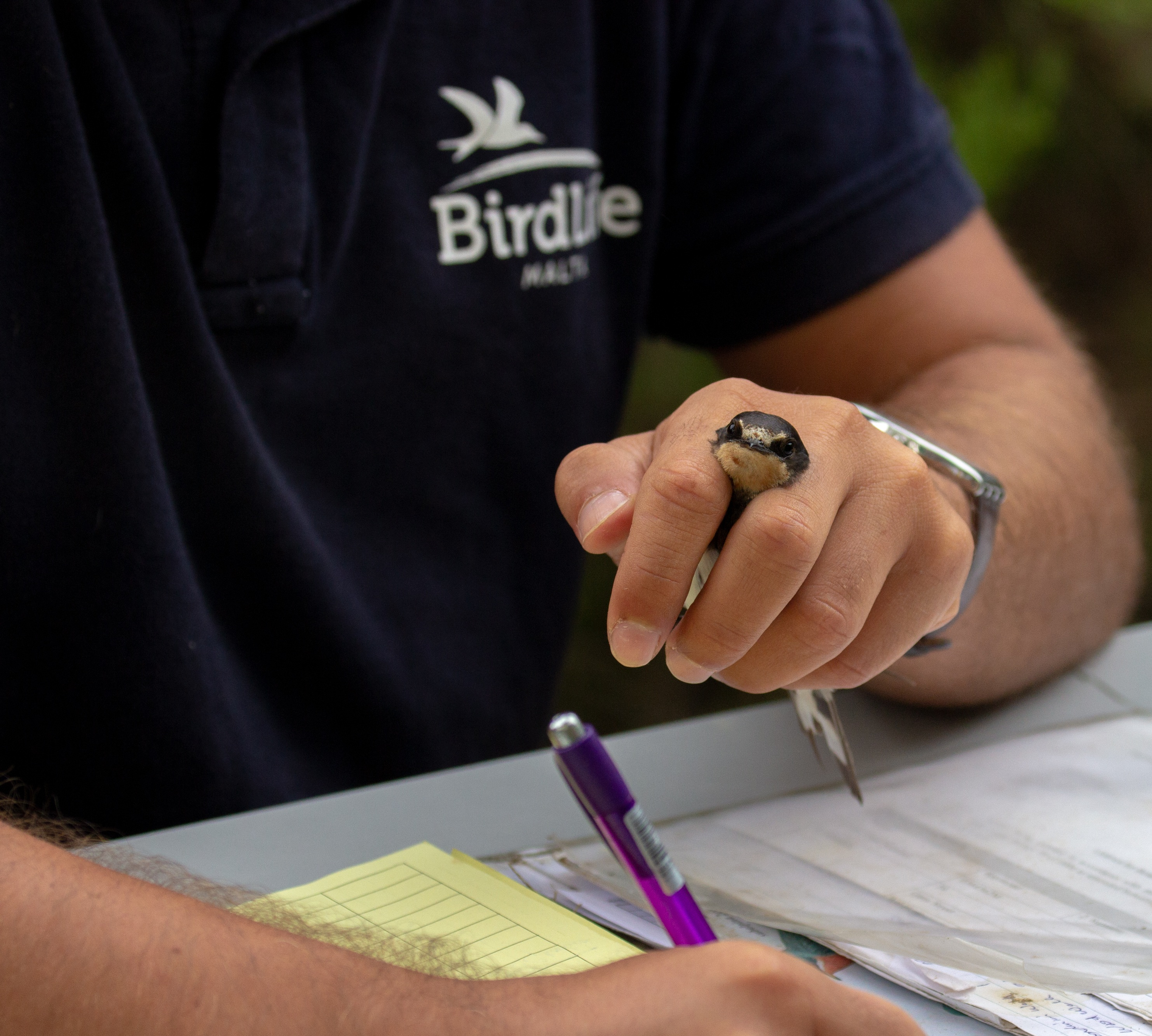 BirdLife Malta accuses government of diluting bird ringing standards to appease trappers