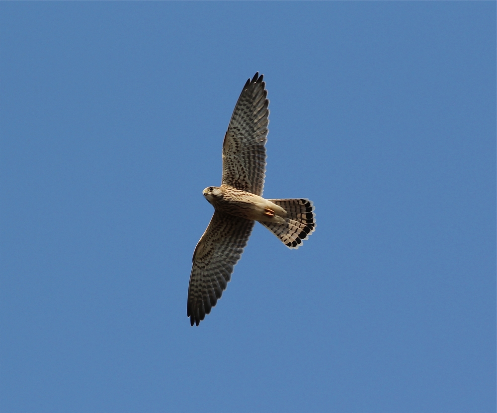 A unique spectacle of birds in the sky will peak throughout September