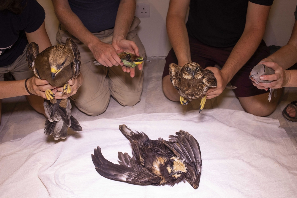 Five illegally shot protected birds retrieved in just one day earlier this week