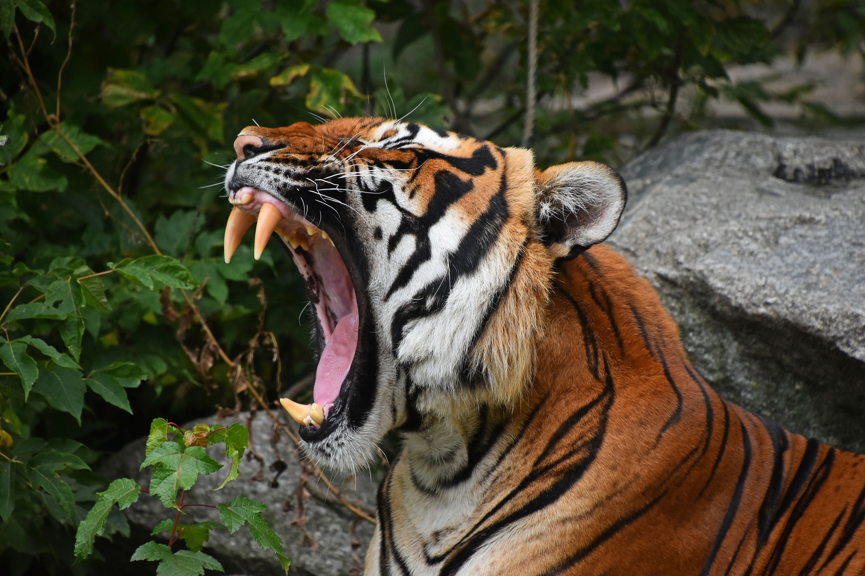 Malta exported 26 tigers since 2018, information tabled in parliament shows