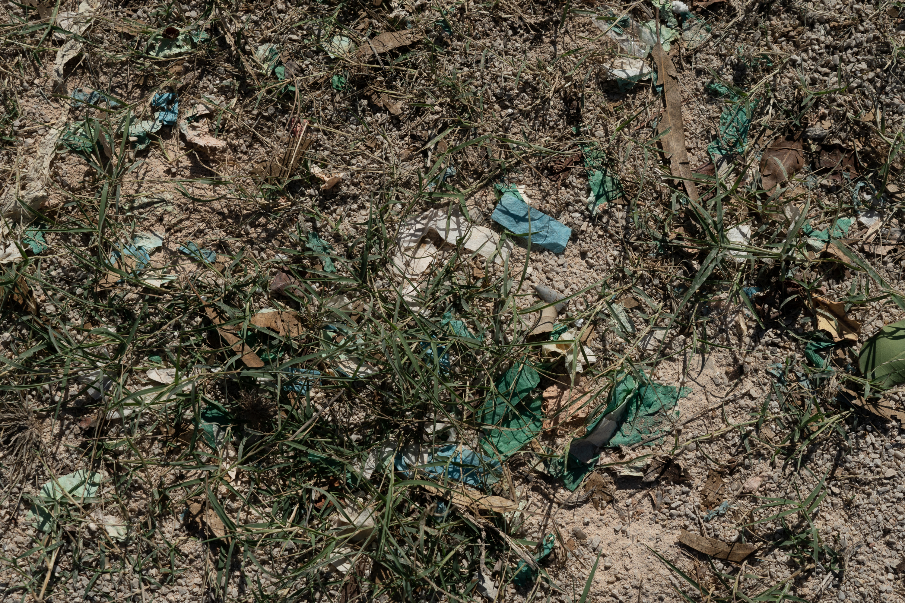 Grass growing in the Ta' Qali picnice area site (Photo: James Bianchi/MaltaToday)