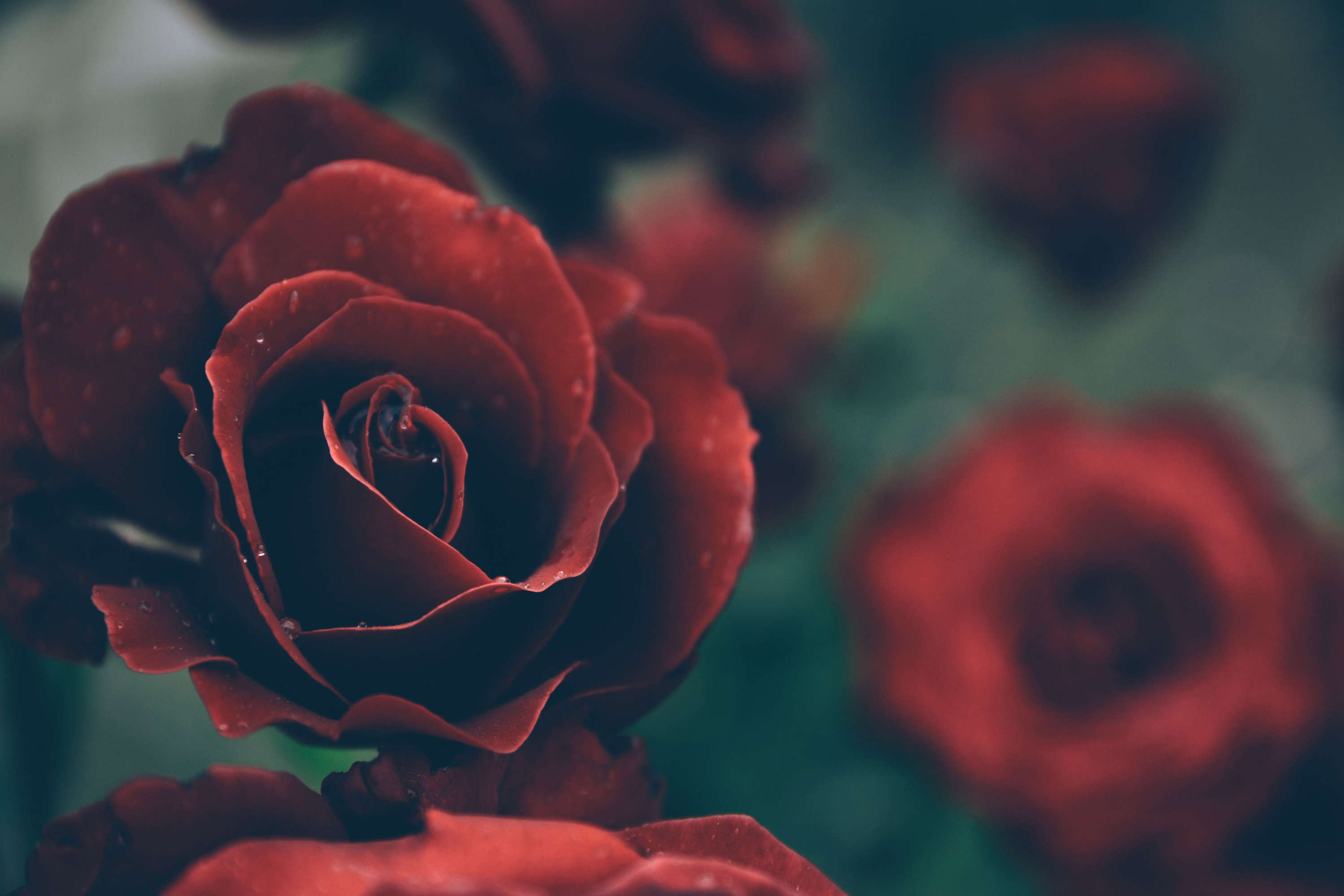 A love story written in blood: The dark origins of Valentine’s Day