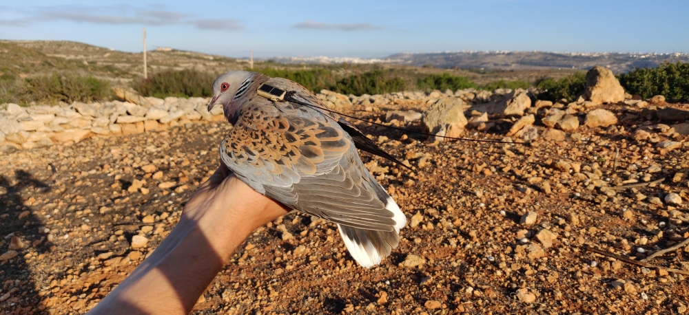 A Satellite-tagged European turtle dove