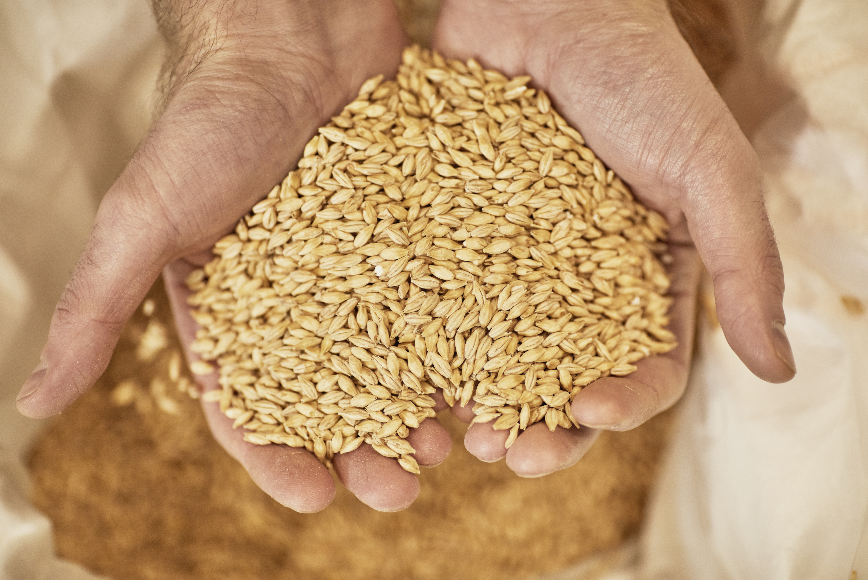 The corporate capture of seeds: Who controls our food? | Lucas Micallef