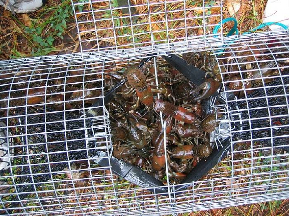 Alien crayfish have invaded Malta’s valleys, study finds