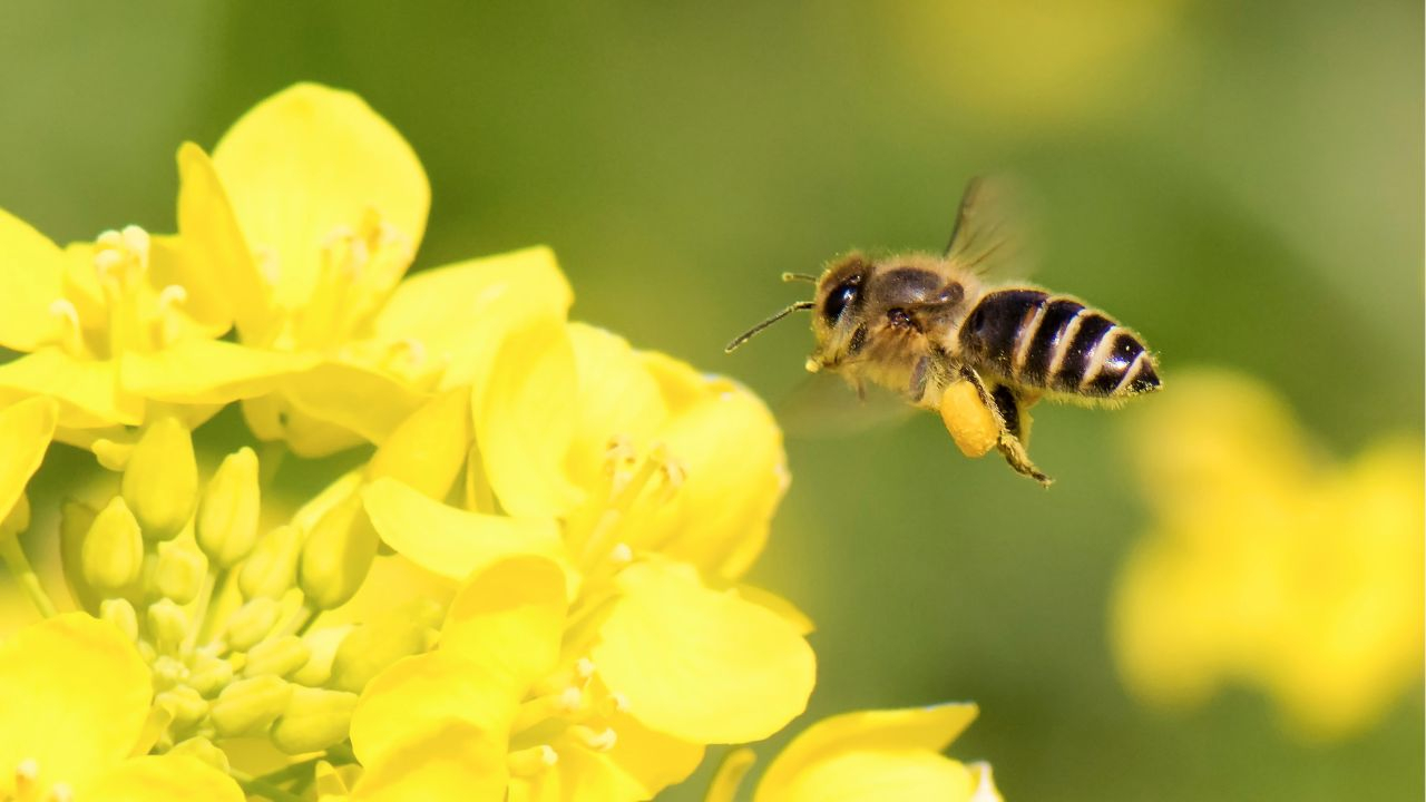 Maltese Honey Bee