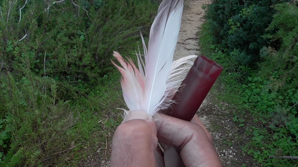 Used cartridge and pink feathers found on site