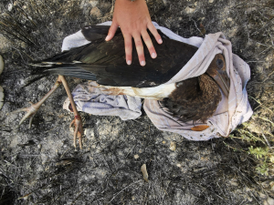 Black Stork illegally shot down near Girgenti palace