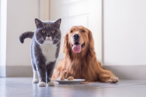 Risk of animals contributing to COVID spread very low, Malta Veterinary Association says