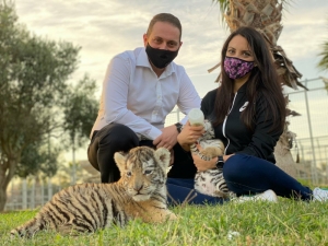 Labour’s men get snapped petting tiger cubs, despite minister’s rules to outlaw practice