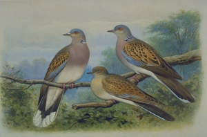 BirdLife’s urgent appeal to end hunting of turtle dove in spring