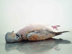 No prosecution for illegal turtle dove hunting last year, BirdLife Malta says