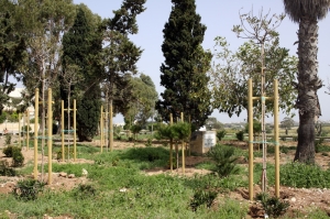 Roads agency plants 3,123 trees in first three months