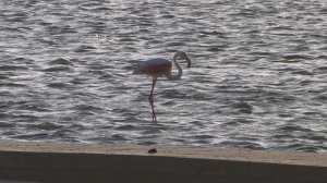 Police on guard as flamingo lands in Salina