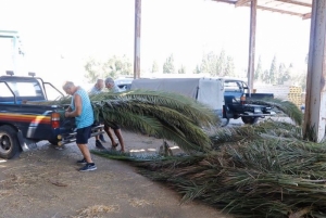 Illegalities in proper palm pruning threaten Malta’s beloved ‘lampuka’