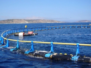 Malta tuna ranchers want transparency register and lobbying rules
