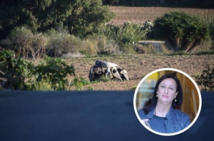 Caruana Galizia inquiry: board member frustrated with witnesses passing the buck