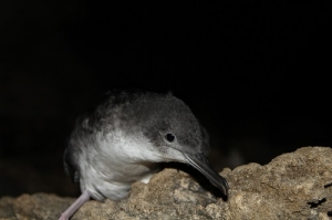 A helping hand for Yelkouan Shearwaters and baby sparrows