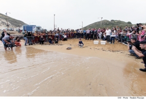 Two turtles released into Gnejna Bay
