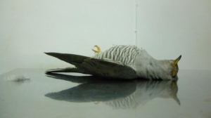 Illegally shot cuckoo discovered in Mizieb