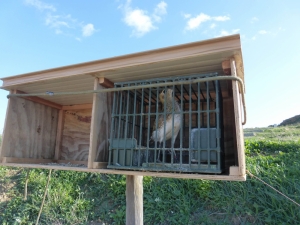 Birdlife warn of legal and environmental ramifications of reopening trapping season