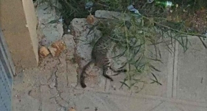 Elderly man allegedly beat cat to death at Golden Bay
