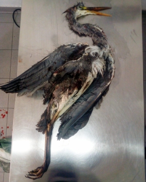 BirdLife cries foul as more protected birds shot