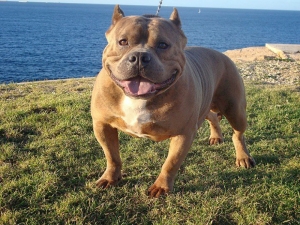 Rumble, Malta's first American Bully dog, passes away