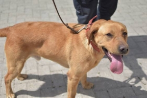 Customs dog sniffs out €14,000 in undeclared cash