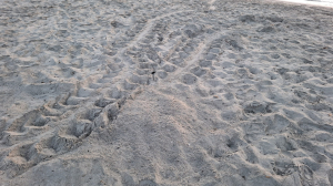 Second turtle nest discovered at Għadira Bay