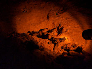 First turtle hatchlings of the summer emerge from Ġnejna nest