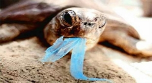 The plasticisation of the sea
