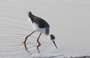 New records for breeding birds at BirdLife Malta nature reserves