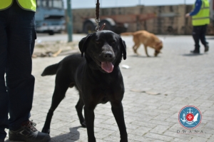 Sophie the customs dog leads officials to €24,000 in undeclared cash