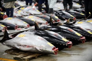 Malta police liaising with Spain over Fuentes illegal tuna investigation