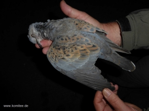 BirdLife accuses ‘biased’ hunting regulator of misleading public