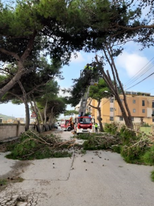 Motorists advised to drive cautiously as gale force winds knock down trees