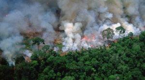 PD calls on government to boycott South American trade deal over Amazon fires