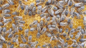 Bee-keeping NGO calls for recognition of national insect for the Maltese Honey Bee